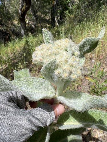 iNaturalist observation photo of woollypod milkweed