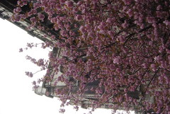 Prunus