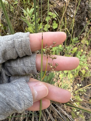 iNaturalist observation photo of Rushes