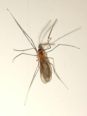 Chioneinae