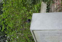 Turdus merula