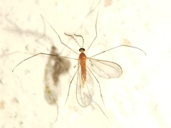 Chioneinae