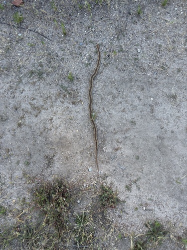 iNaturalist observation photo of Pacific Gopher Snake