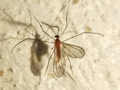 Chioneinae