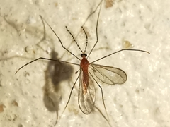 Chioneinae