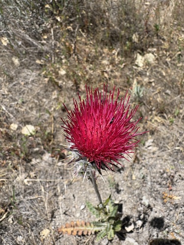 iNaturalist observation photo of Cobwebby Thistle