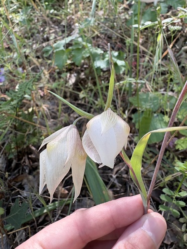 iNaturalist observation photo of White Globe Lily