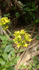 Kalanchoe integra