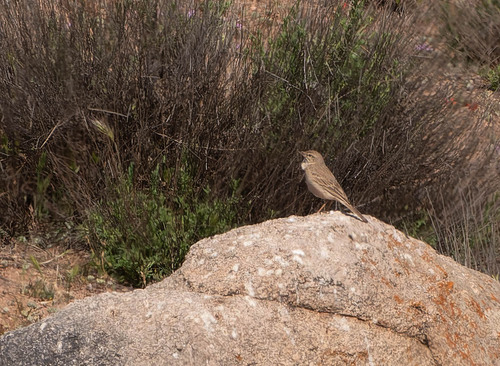 Tawny Pipit