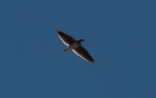 Calandra Lark