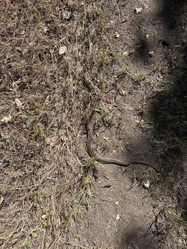 iNaturalist observation photo of Pacific Gopher Snake