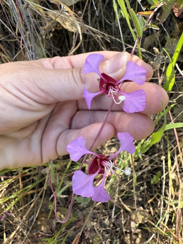iNaturalist observation photo of Elegant Clarkia