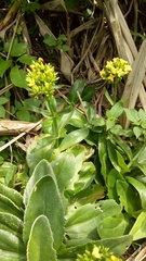 Kalanchoe integra