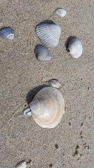 Laevicardium crassum