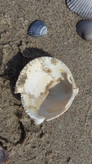 Laevicardium crassum