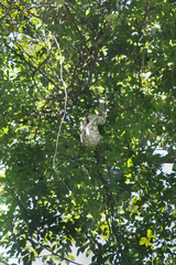 Bradypus tridactylus