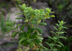 Hypericum thymifolium