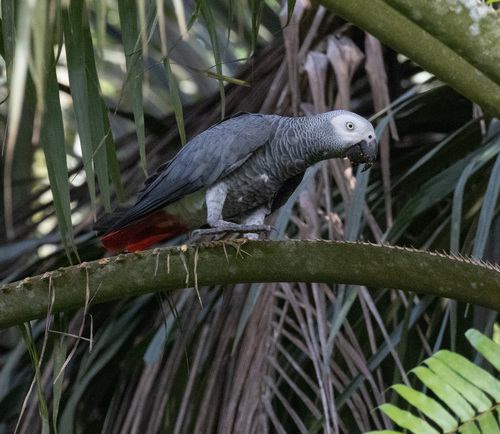 Gray Parrot
