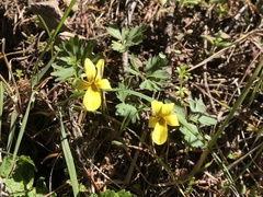 Viola sheltonii