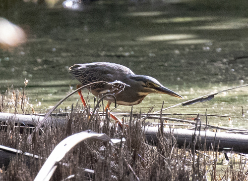 Little Heron
