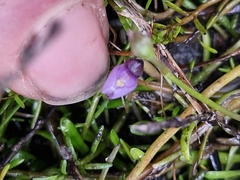 (c) Irisa Hudson, some rights reserved (CC BY) Utricularia dichotoma, photograph (c) Irisa Hudson, some rights reserved (CC BY)