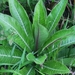 Lobelia assurgens