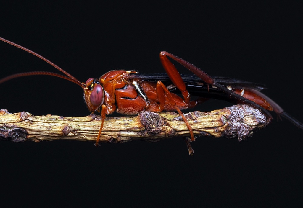 Dusky-winged Ichneumonid Wasp