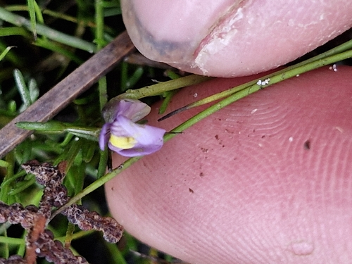 Utricularia dichotoma, photograph 3
