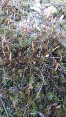 Polytrichum piliferum