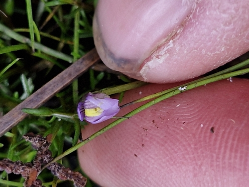Utricularia dichotoma, photograph 4