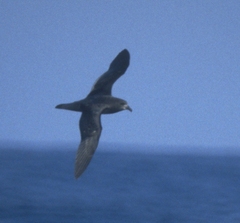 Pterodroma solandri