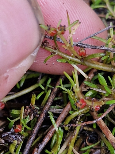 Myriophyllum pedunculatum observed 2026-05-12