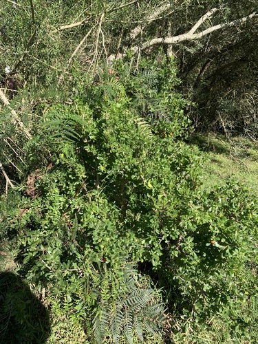 African boxthorn