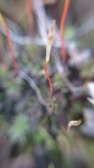 Polytrichum piliferum