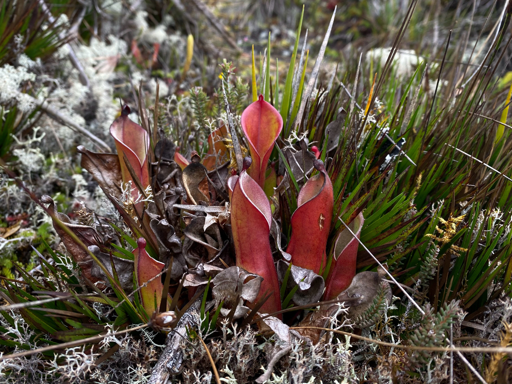 Heliamphora nutans, Gran Sabana, Bolívar, VE
