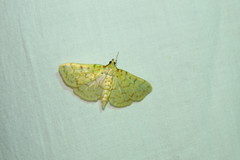 Polygrammodes flavidalis