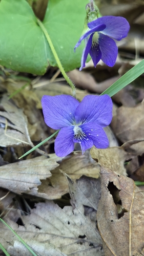Viola sororia, photograph 3