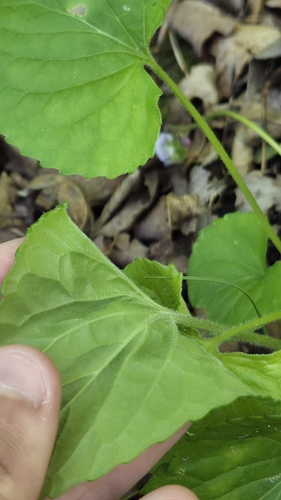 Viola sororia, photograph 4