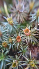 Polytrichum piliferum