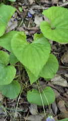 author not stated, no rights reserved Viola sororia, photograph author not stated, no rights reserved