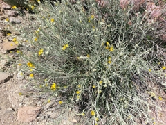 Psilostrophe cooperi