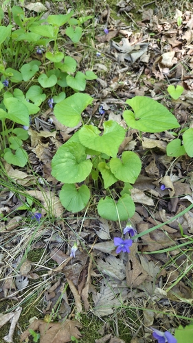 Viola sororia, photograph 6