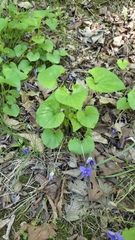 Viola sororia, photograph author not stated, no rights reserved