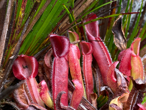 Heliamphora nutans