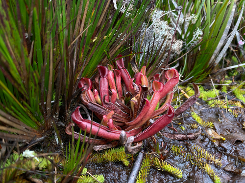 Heliamphora nutans