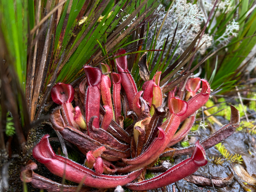Heliamphora nutans