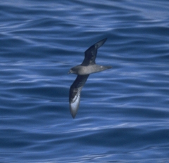 Pterodroma solandri