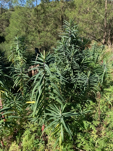 caper spurge