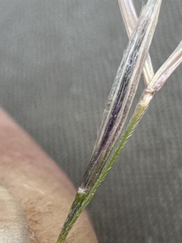 Nassella pulchra, photograph 6