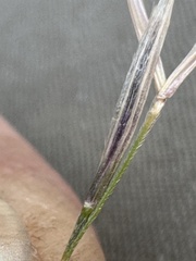 Nassella pulchra, photograph author not stated, no rights reserved
